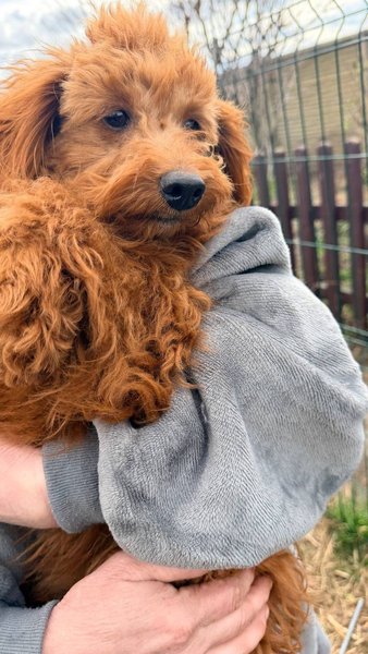 мальтіпу мальтіпу